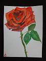 aquarelle_0003 (soldout)